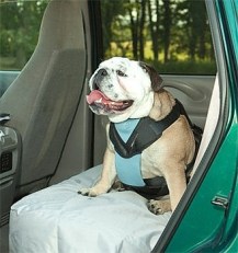dogseatbelt