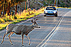 Deer-in-the-Road